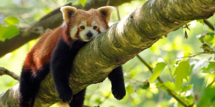 découvrez les raisons derrière la suppression de la fonctionnalité autopilot de tesla en californie et les impacts sur les conducteurs.